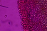 Entoloma dysthaloides image