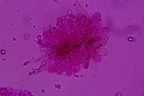 Entoloma dysthaloides image