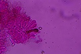 Entoloma dysthaloides image