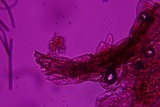 Entoloma dysthaloides image