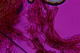 Entoloma dysthaloides image