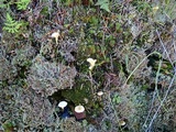 Lichenomphalia umbellifera image