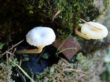 Lichenomphalia umbellifera image