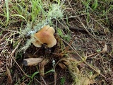 Hypholoma capnoides image