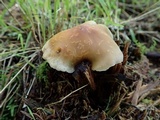 Hypholoma capnoides image