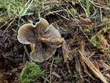 Hypholoma capnoides image