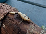 Postia fragilis image