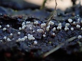 Physarum album image