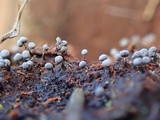 Physarum album image