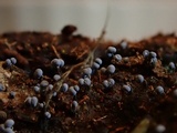 Physarum album image