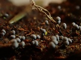 Physarum album image