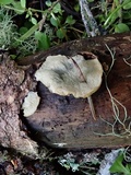 Postia fragilis image