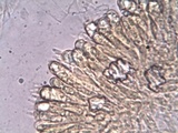 Hygrophorus eburneus image