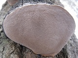 Phellinus tremulae image