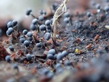 Physarum album image