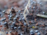 Physarum album image