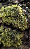 Physcia millegrana image