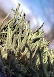 Cladonia ramulosa image