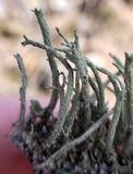 Cladonia ramulosa image