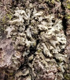 Phaeophyscia pusilloides image