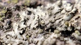 Phaeophyscia pusilloides image