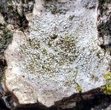 Pertusaria pustulata image
