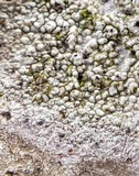 Pertusaria pustulata image