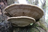 Inonotus hispidus image