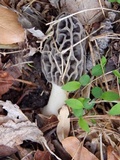 Morchella diminutiva image