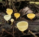 Cookeina colensoi image