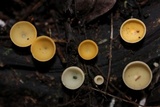 Cookeina colensoi image