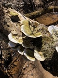 Trametes gibbosa image