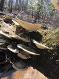 Trametes gibbosa image