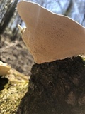 Trametes gibbosa image