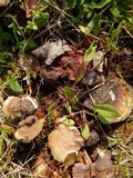 Ganoderma sessile image