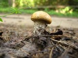 Leccinum vulpinum image