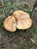 Suillus caerulescens image