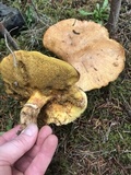 Suillus caerulescens image