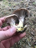 Gomphidius oregonensis image
