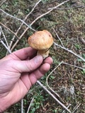 Suillus caerulescens image