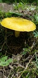 Pholiota flammans image