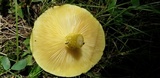 Pholiota flammans image