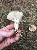 Russula cerolens image