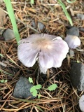 Inocybe pallidicremea image