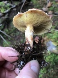 Suillus lakei image