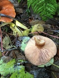 Lactarius subviscidus image
