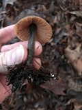 Macrocystidia cucumis image