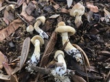 Agrocybe sororia image