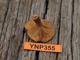 Lactarius alpinus image