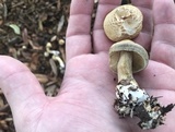 Agrocybe sororia image